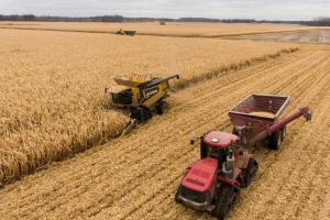 Grâul și porumbul MATIF se consolidează, dar rapița pierde teren