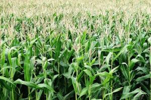 Analiza săptămânală a pieței de porumb