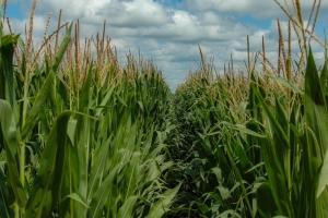 Cererea ridicată menține prețurile porumbului furajer în creștere în Ucraina