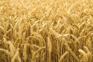 Iordania nu cumpără grâu și revine cu altă licitație pe 11 noiembrie