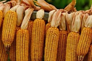 Porumbul manifestă slăbiciune în prețuri dar importatorii așteaptă