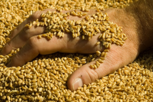 Rusia are în vedere o cotă de 20 milioane tone la exportul de cereale