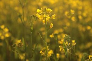 Rapița rămâne stabilă pe piața europeană