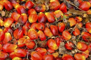 Analiza săptămânală a piețelor de semințe oleaginoase