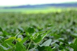 Soia americană sub presiune: China alege Brazilia