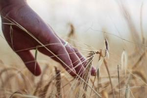 FAO estimează aproape 3 miliarde tone de cereale la nivel global