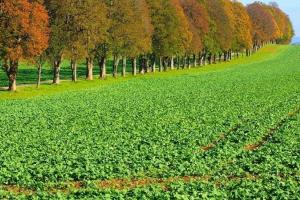 Rapița caută pragul de 480 EUR/t, sprijinită de complexul de soia CME 