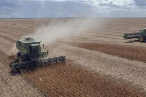 Contrast pe piața semințelor oleaginoase din Ucraina