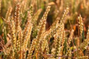 Rusia pregătește pentru noiembrie un record la exportul de grâu 