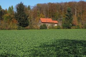 Creșteri pe piața semințelor oleaginoase din Europa