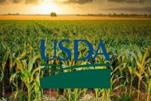 USDA zguduie piața cu stocuri globale sub așteptări la porumb și soia