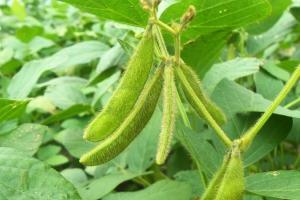 Conab vs. USDA, estimări diferite la producția agricolă din Brazilia