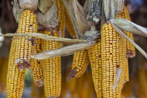 Porumbul Matif urmează trendul crescător al pieței de la Chicago