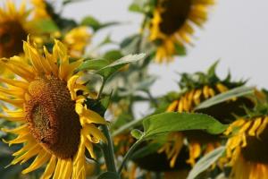 Rusia atinge valori record la producția de oleaginoase