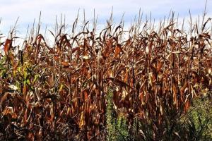 Importatorii din Asia accelerează achizițiile de porumb furajer