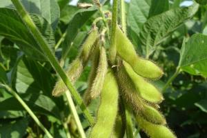 Soia CME scade în ciuda noilor vânzări masive către China