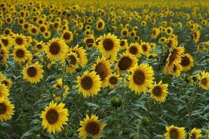 Presiune și incertitudine pe piața semințelor oleaginoase