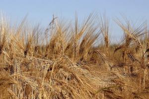 Surpriză pe piață: orzul depășește prețul grâului în Portul Constanța