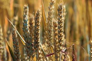 Turcia cereale 2025/26: Grâu și orz în scădere, porumb în creștere