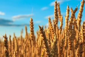 Prețul grâului românesc, stabil în context global