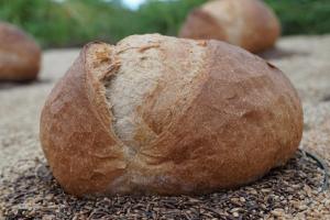 Recolta de grâu a Rusiei în 2026, sub nivelul din acest an