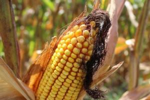 CE scade din nou estimarea producției la culturile de vară din România