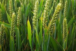 Grâul MATIF și CBOT rămân sub presiunea ofertei globale abundente