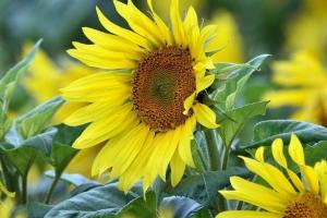 Prefaceri pe piața uleiurilor vegetale, în urma reorientării cererii