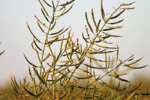 Prețurile la rapiță din Ucraina pierd teren