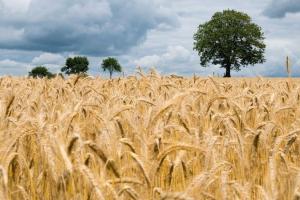 Australia este în fața unei recolte dintre cele mai mari din istorie