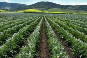 Forța asocierii, lecția fermierilor din Cooperativa AGRO MUREȘANA 