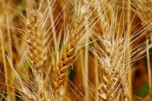 Grâul rusesc scade, sporind concurența la export pentru grâul din UE