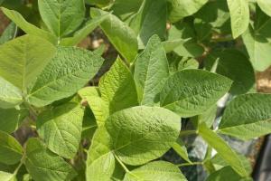 China nu cumpără soia din SUA iar piața își pierde încrederea