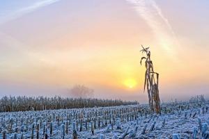 Analiza săptămânală: Porumbul între presiune și potențial