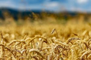 Record de exporturi la grâul rusesc în luna noiembrie