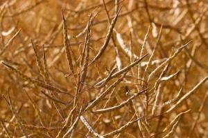 Volatilitate ridicată pe piața rapiței, în urma ofertei consistente