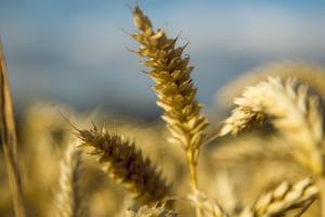 Cotațiile grâului Matif scad pe fond geopolitic stabil