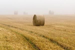 Piața grâului se echilibrează greu între geopolitică și supraproducție