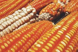 Coreea de Sud este pe piață pentru porumb furajer și orez