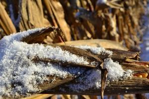 Analiza săptămânală a pieței de porumb