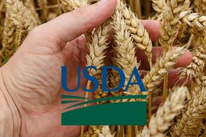 USDA prognozează grâu din abundență dar mai puțin porumb 