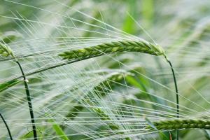 Exporturile de orz ale Ucrainei încetinesc puternic