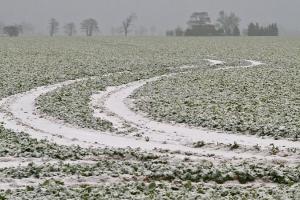COCERAL crește suprafața cultivată cu rapiță în România