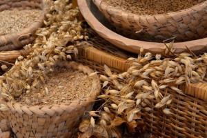 MIT din Iordania a cumpărat 60.000 tone de grâu de măcinat 