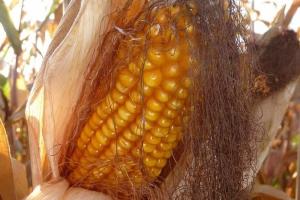 Raportul USDA aduce modificări la producția de cereale din România