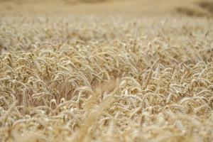 WASDE marchează un nou record global al producției de grâu