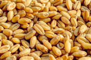 ODC din Tunisia caută să importe 350.000 tone de cereale