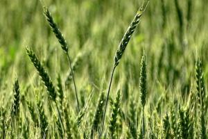 Grâul Matif continuă declinul pe fondul unui euro puternic