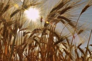 Tranzacții majore de cereale făcute de Tunisia și Coreea de Sud