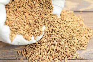 An agricol solid în 2025 la producția de cereale din Marea Britanie